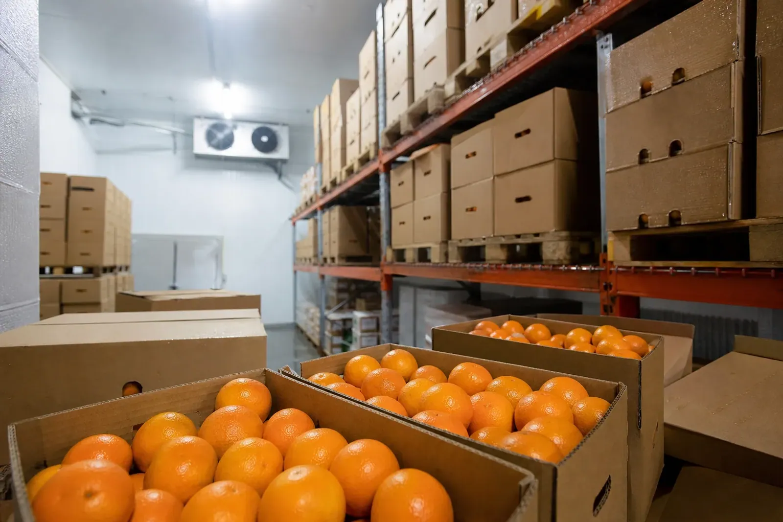 Illustrative cold storage for packed citrus