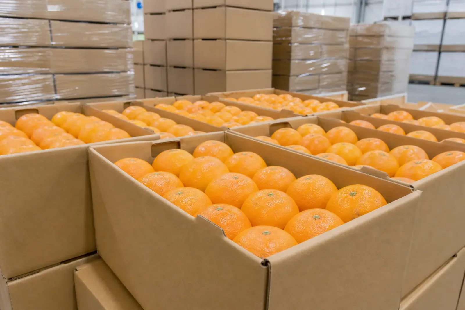 Illustrative kinnow packed in export cartons