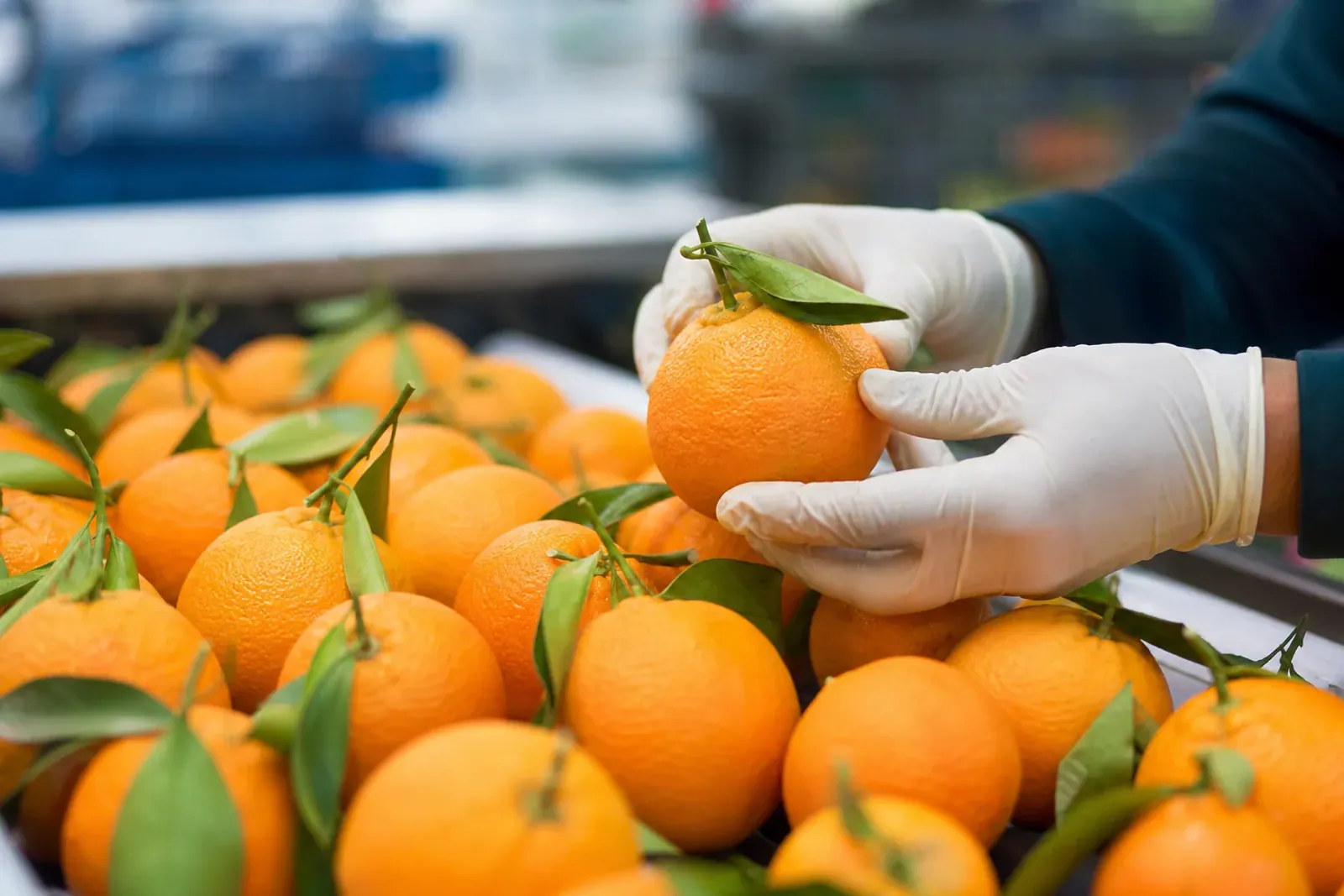 Illustrative fresh oranges export selection